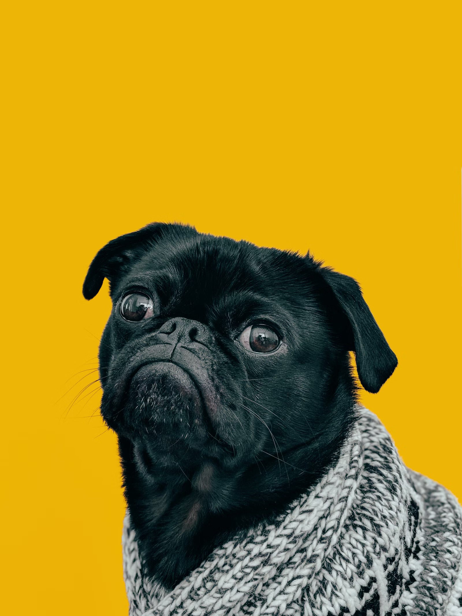 Pet background